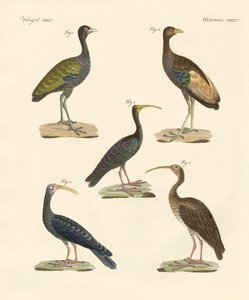 Seltsame brasilianische Vögel von German School