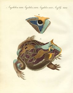 Seltsame Amphibien
