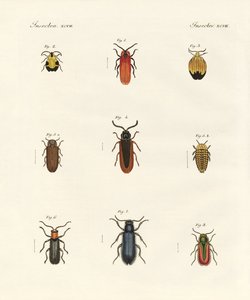 Seltsame Käfer