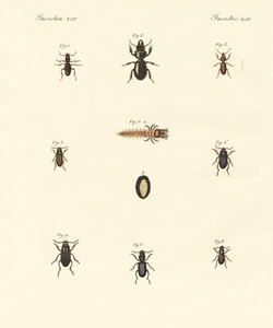 Seltsame Käfer