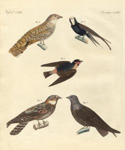 Seltsame Vögel von German School