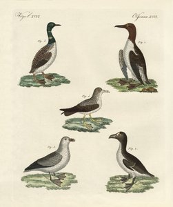 Seltsame Vögel
