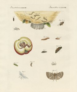 Seltsame Schmetterlinge