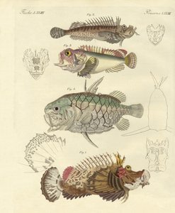 Seltsame Fische