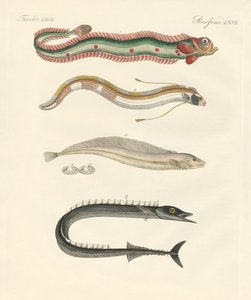 Seltsame Fische