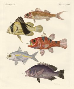 Seltsame Fische