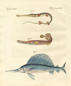 Seltsame Fische