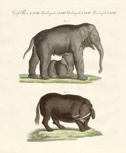 Seltsame vierfüßige Tiere