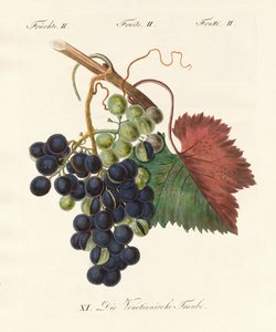 Seltsame Früchte von German School