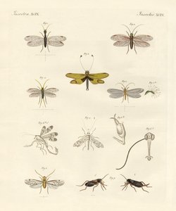 Seltsame Insekten von German School