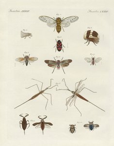 Seltsame Insekten von German School