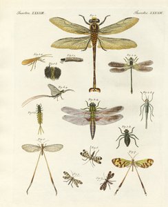 Seltsame Insekten von German School