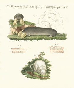 Seltsame Säugetiere von German School