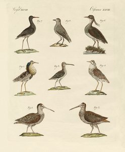 Seltsame Sumpfvögel