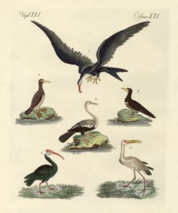 Seltsame Sumpfvögel und Wasservögel