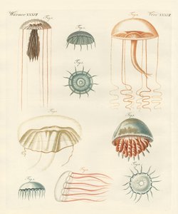 Seltsame Medusen