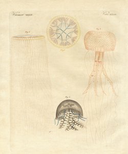 Seltsame Medusen