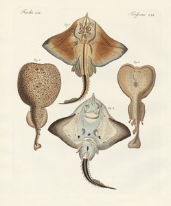 Seltsame Rochen von German School