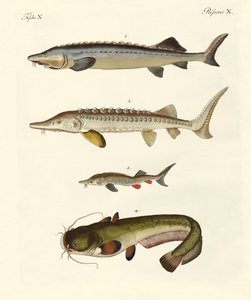 Seltsame Flussfische von German School