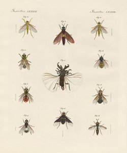 Seltsame zweiflügelige Insekten von German School