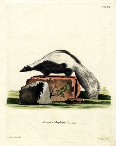 Streifenskunk