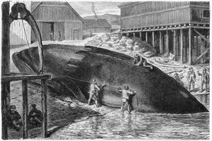 Blubber von einem Wal in Finnland entfernen, 1893 von German School