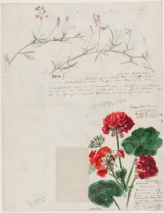 Studien von Pflanzen und Figuren gemacht in Rom und Pankow, Berlin, 1868