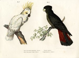 Gelbhaubenkakadu