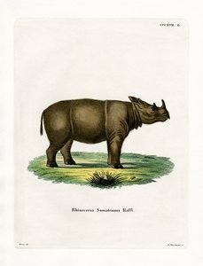 Sumatra-Nashorn