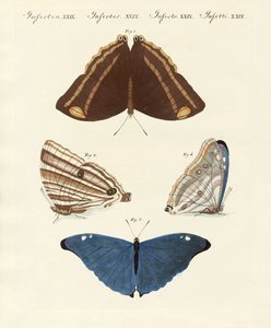 Surinam-Schmetterlinge
