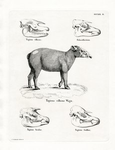 Tapir-Schädel von German School