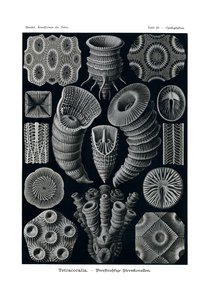Tetracoralla von German School