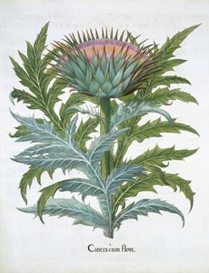 Die Kardone, aus dem Hortus Eystettensis von Basil Besler (1561-1629), veröffentlicht 1613 von German School