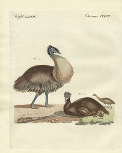 Der Kasuar aus Australien von German School