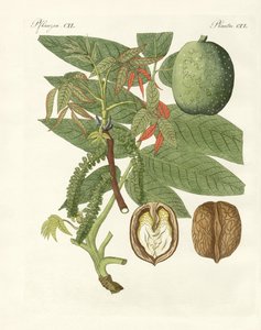 Der gewöhnliche Walnussbaum