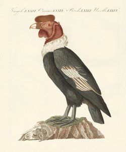 Der Kondor