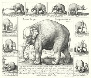 Der fügsame Elefant (Gravur) von German School