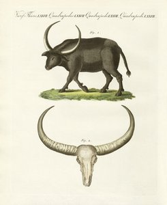 Der riesige Büffel von German School