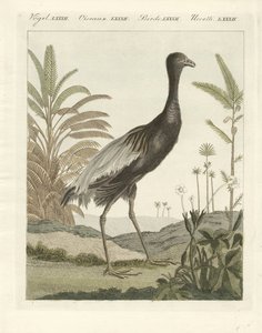 Der Goldbrust-Trompetenvogel (farbige Gravur)