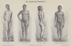 Die menschliche Figur (Stich) von German School