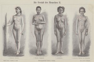 Die menschliche Figur (Stich) von German School