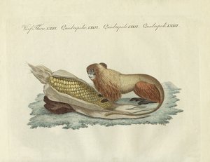Der Löwenaffe