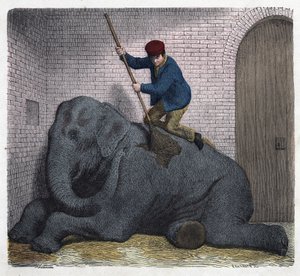 Die Morgentoilette des Elefanten Lilli. In „Wenn Jemand eine Reise tut, so kann er was erzählen“, deutsches Märchen von Franz Wiedemann.