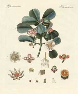 Die rosafarbene Clusia von German School