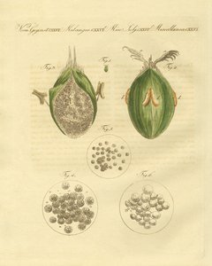 Die Ustilaginomycotina des Weizens