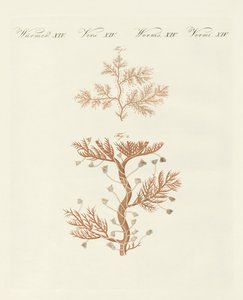 Die windende Sertularia oder Basis-Koralle von German School