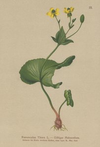 Thora-Hahnenfuß (Ranunculus Thora)