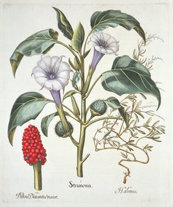 Stechapfel, aus dem Hortus Eystettensis von Basil Besler (1561-1629), veröffentlicht 1613