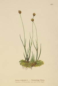 Dreihüllige Binse (Juncus triglumis)