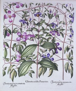 Drei Arten von Clematis, aus Hortus Eystettensis, von Basil Besler, veröffentlicht 1613